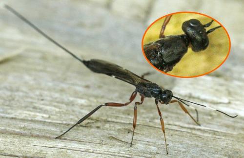 Xorides alpestris